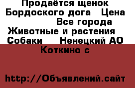 Продаётся щенок Бордоского дога › Цена ­ 37 000 - Все города Животные и растения » Собаки   . Ненецкий АО,Коткино с.